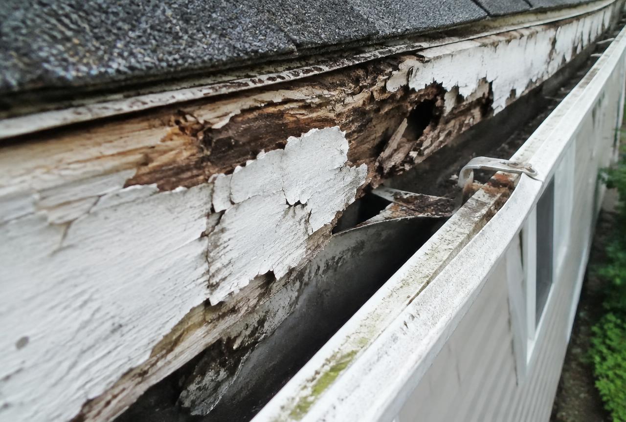 Rotted fascia board with peeling paint and a gutter pulling away