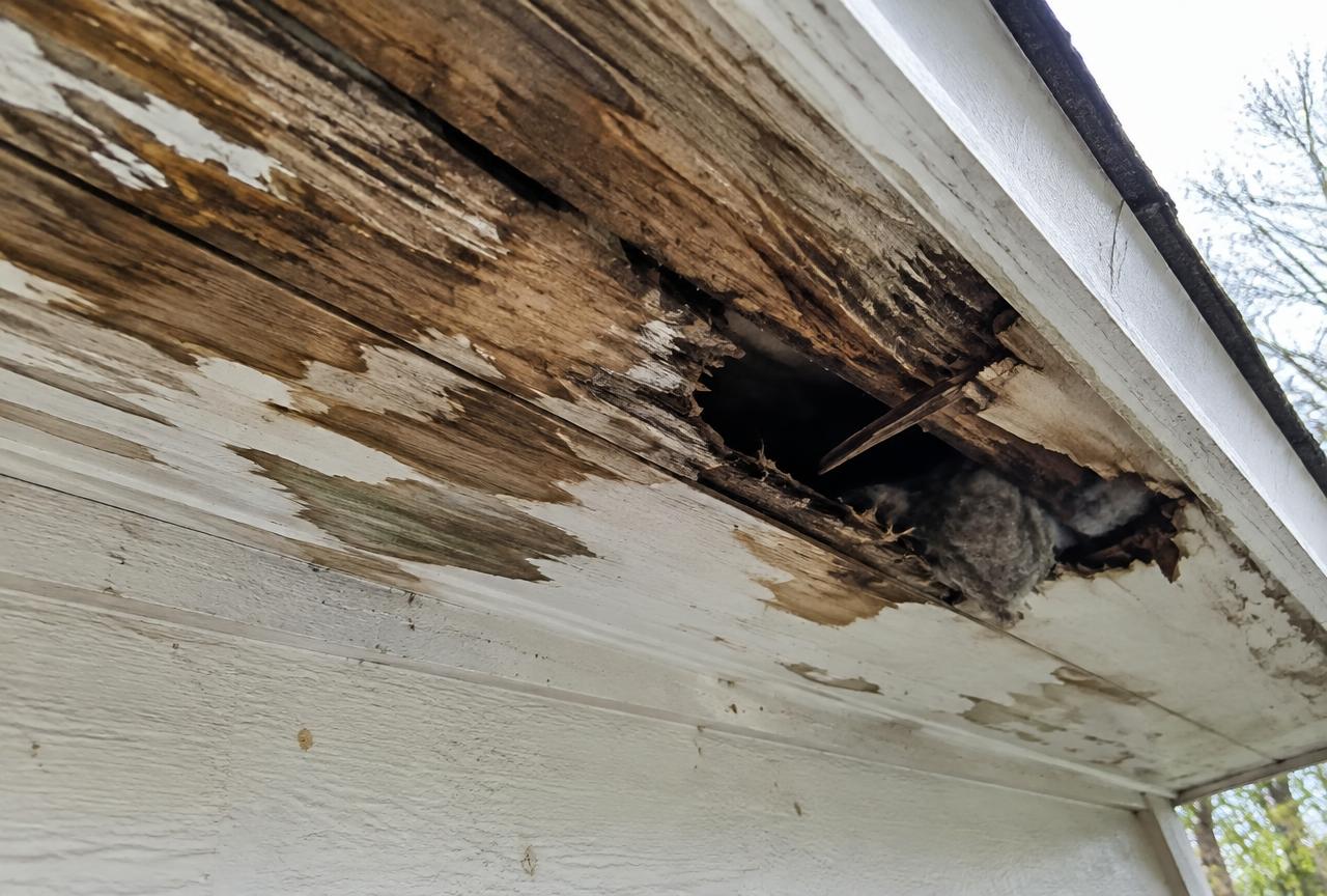 Rotted wooden soffit with a hole where animals entered the attic